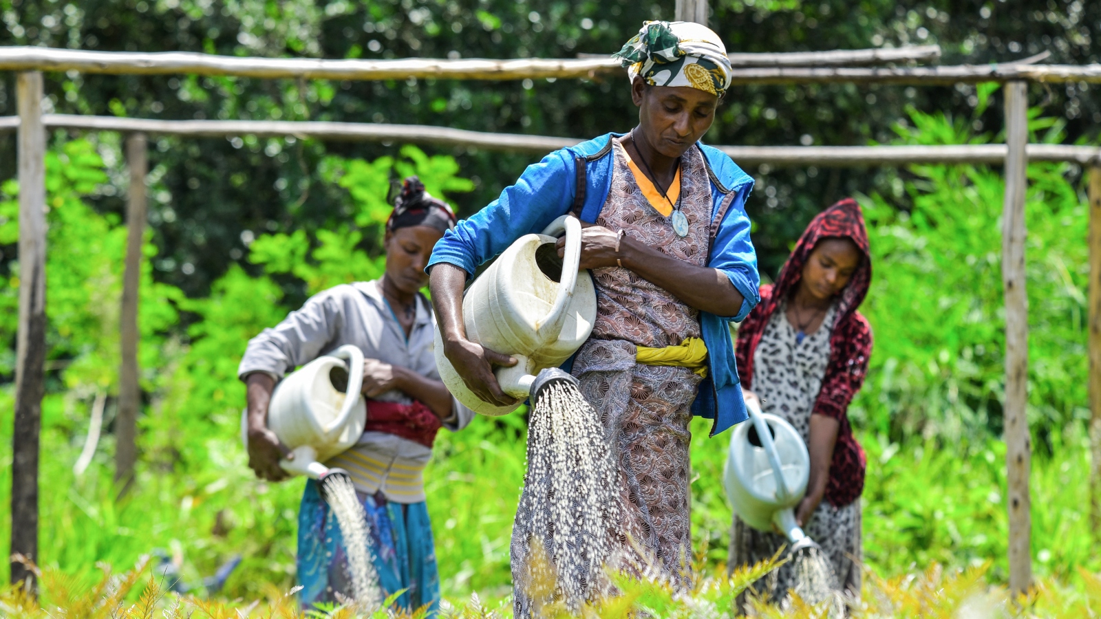 Fifty billion seedlings: Can Ethiopia replant its ravaged forests?